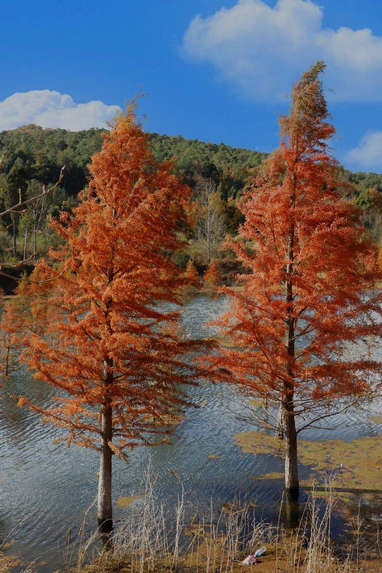 昆明甸尾村的水杉美景美不胜收让人陶醉