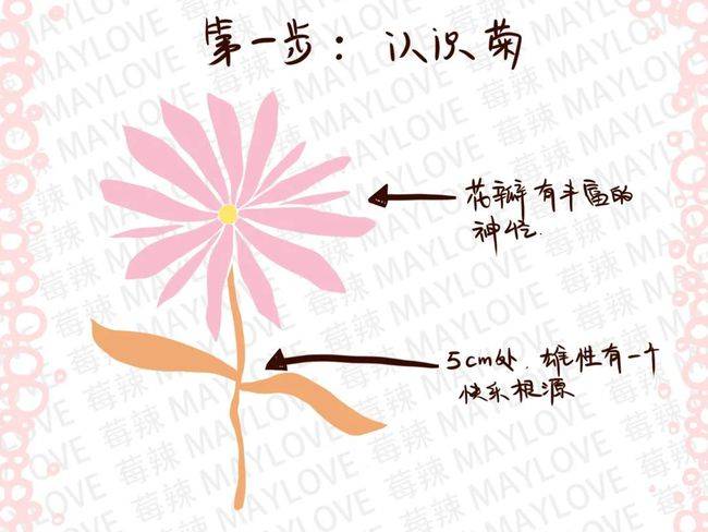 如何探索菊花奥秘正确走后门