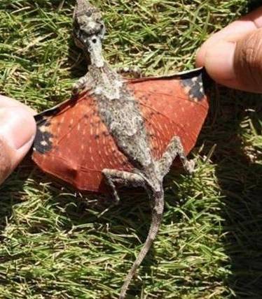 原创男子野外树上发现小飞龙爬动好奇抓来查看后让人大开眼界