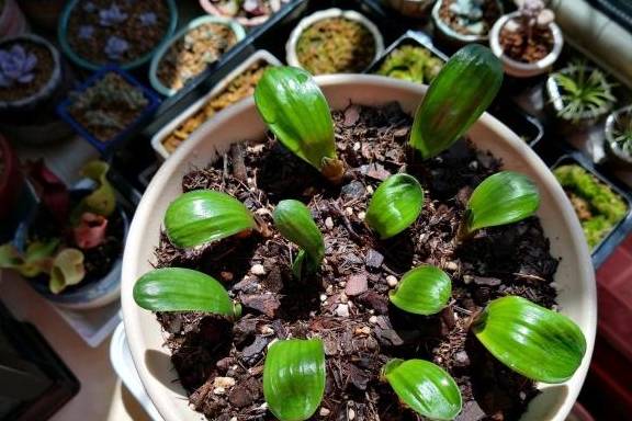 君子兰小苗怎么养?按照小梁的方法去养,生长快,不烂根!_手机搜狐网