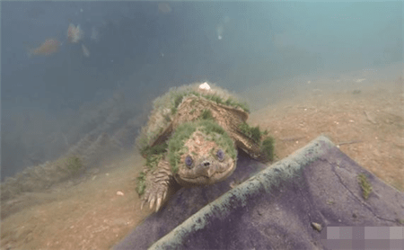 美国一名潜水员，无意间发现一只奇怪的乌龟，结果令人很意外！