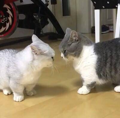 两只短腿小猫咪干架,搞怪画面萌翻,网友:一场卖萌的战斗_手机搜狐网