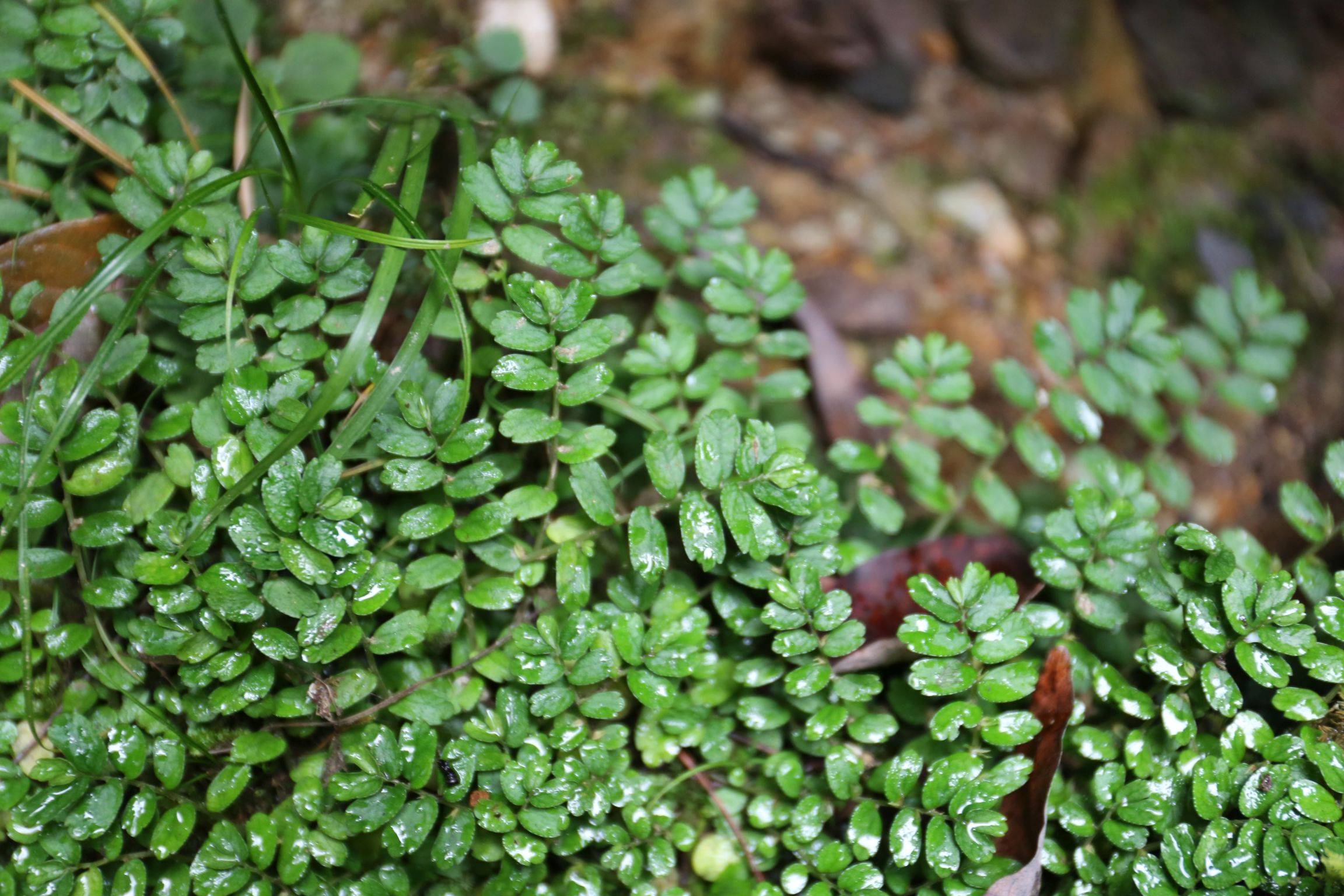 庆元植物1354-荨麻科-楼梯草属-三齿钝叶楼梯草(变种)_手机搜狐网