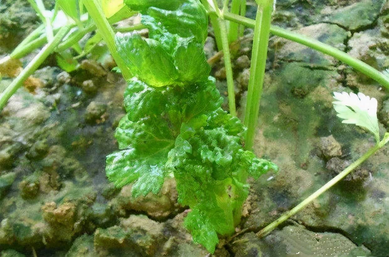 芹菜病毒病如何防治