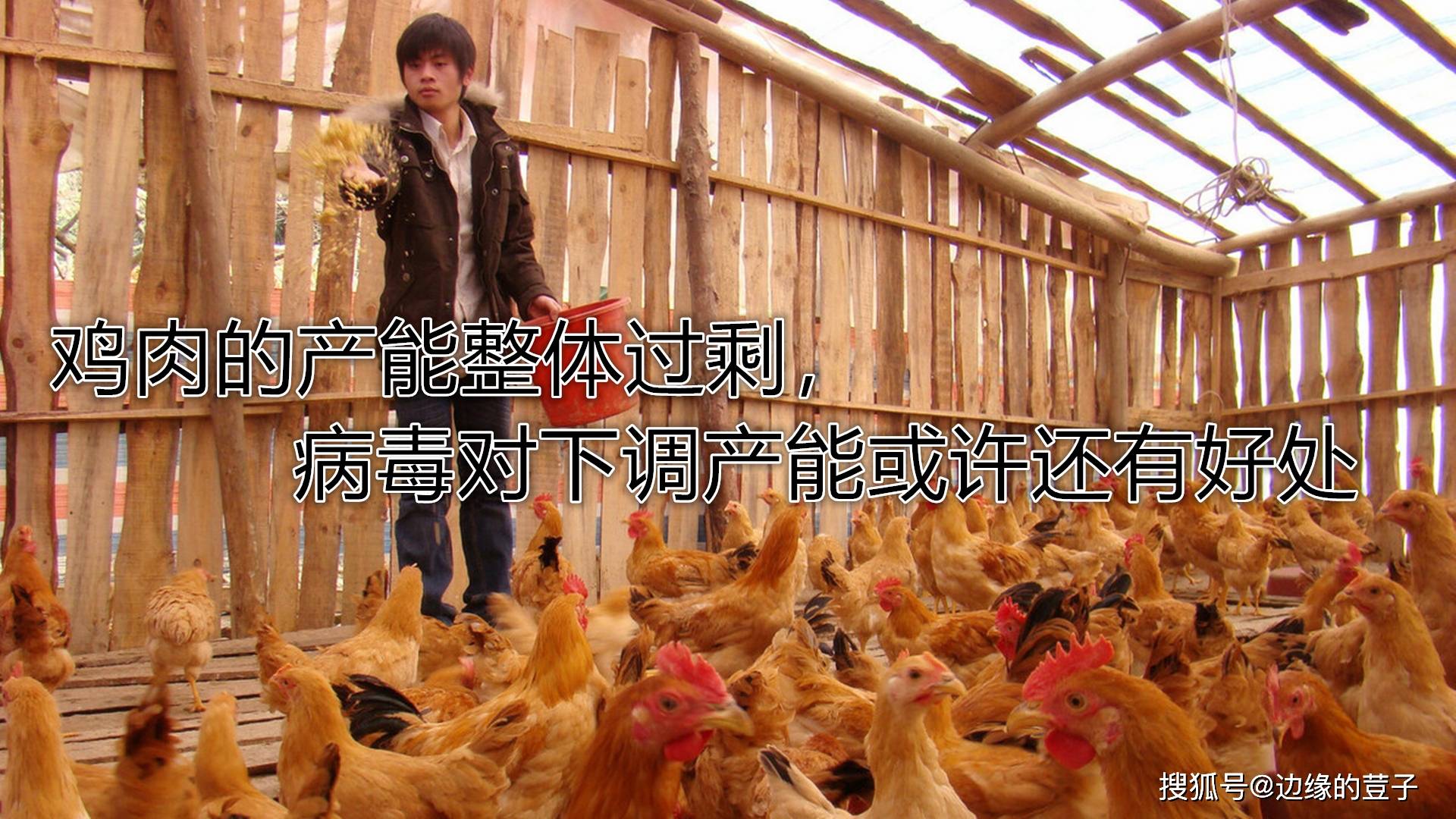 市场上什么鸡安全