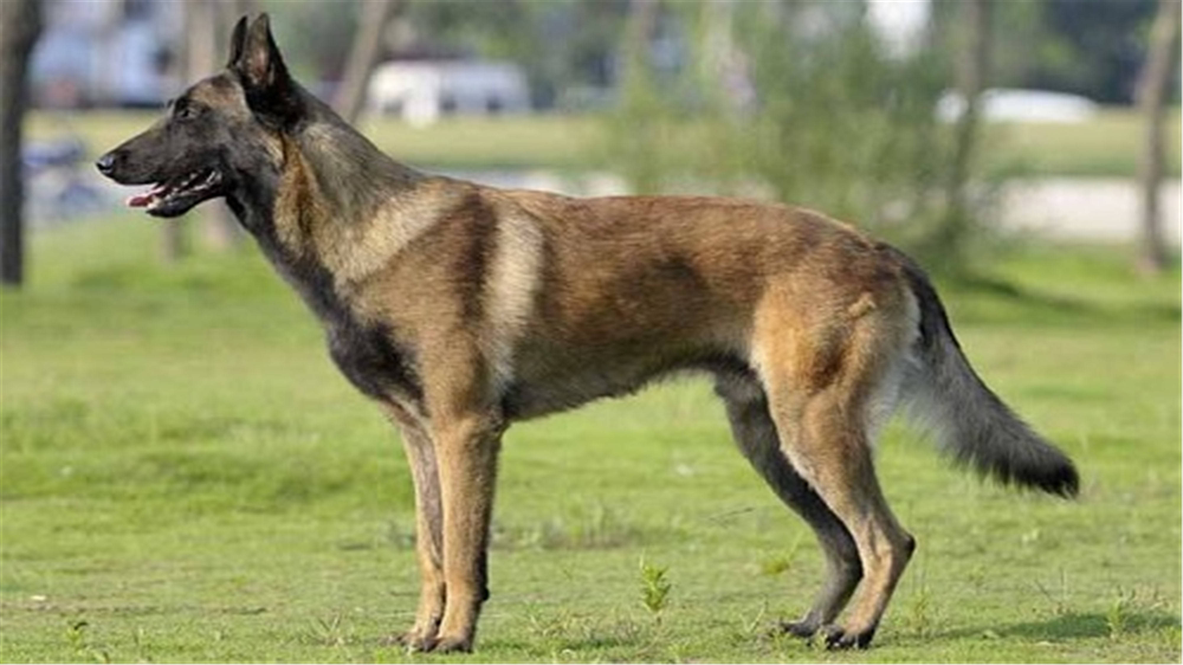 狗的后腿抖得很厉害