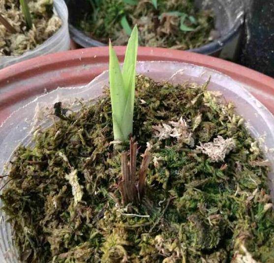 原创如何养殖兰花发芽多多了解4方面需求春天盆栽突突冒新芽