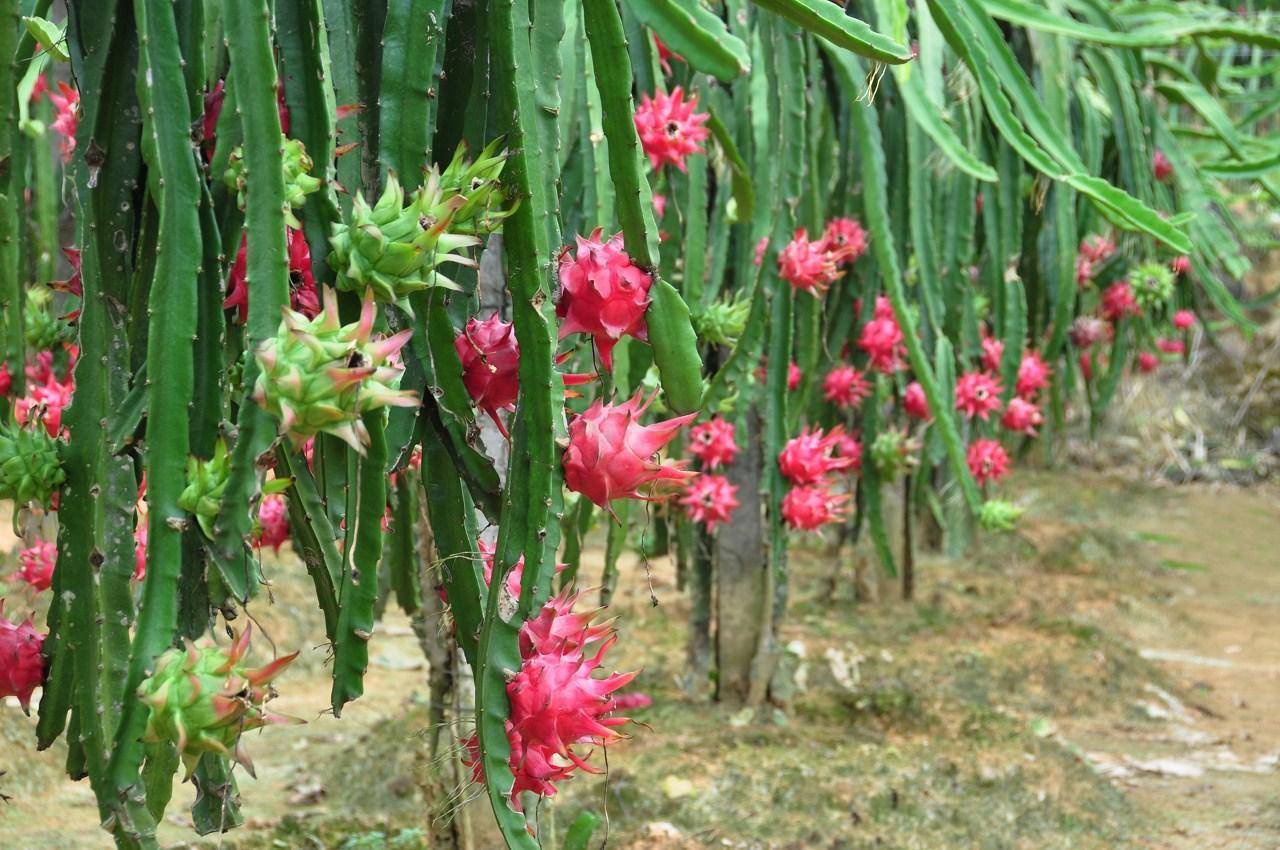 中国火龙果种植面积增加十倍以上引发越南担忧