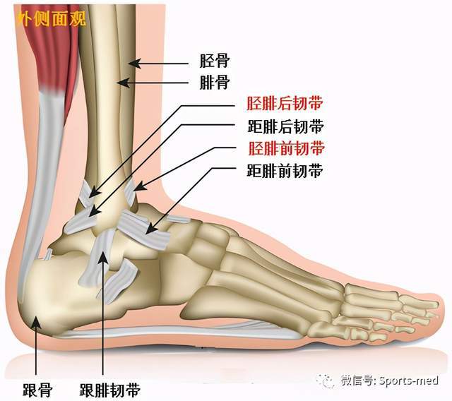 踝腕关节运动图解图片