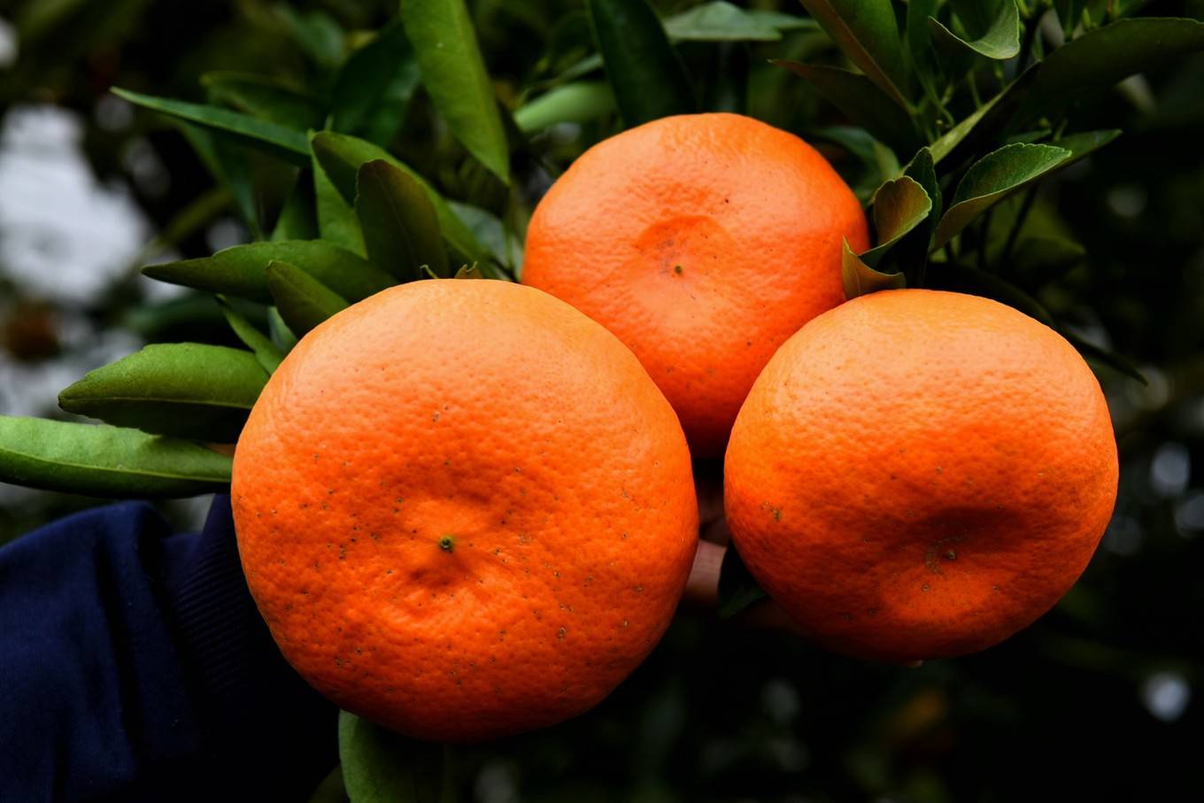 在忠县实现柑橘自由,这里的三峡橘乡田园综合体盛大开园啦!