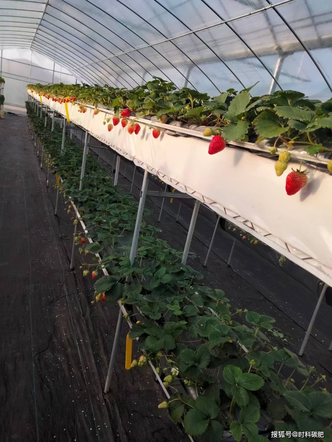 时科碳能水溶肥料在高架无土栽培草莓上的应用效果