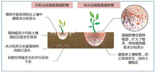丛枝菌根——种植业的至宝,没它可不行!_真菌