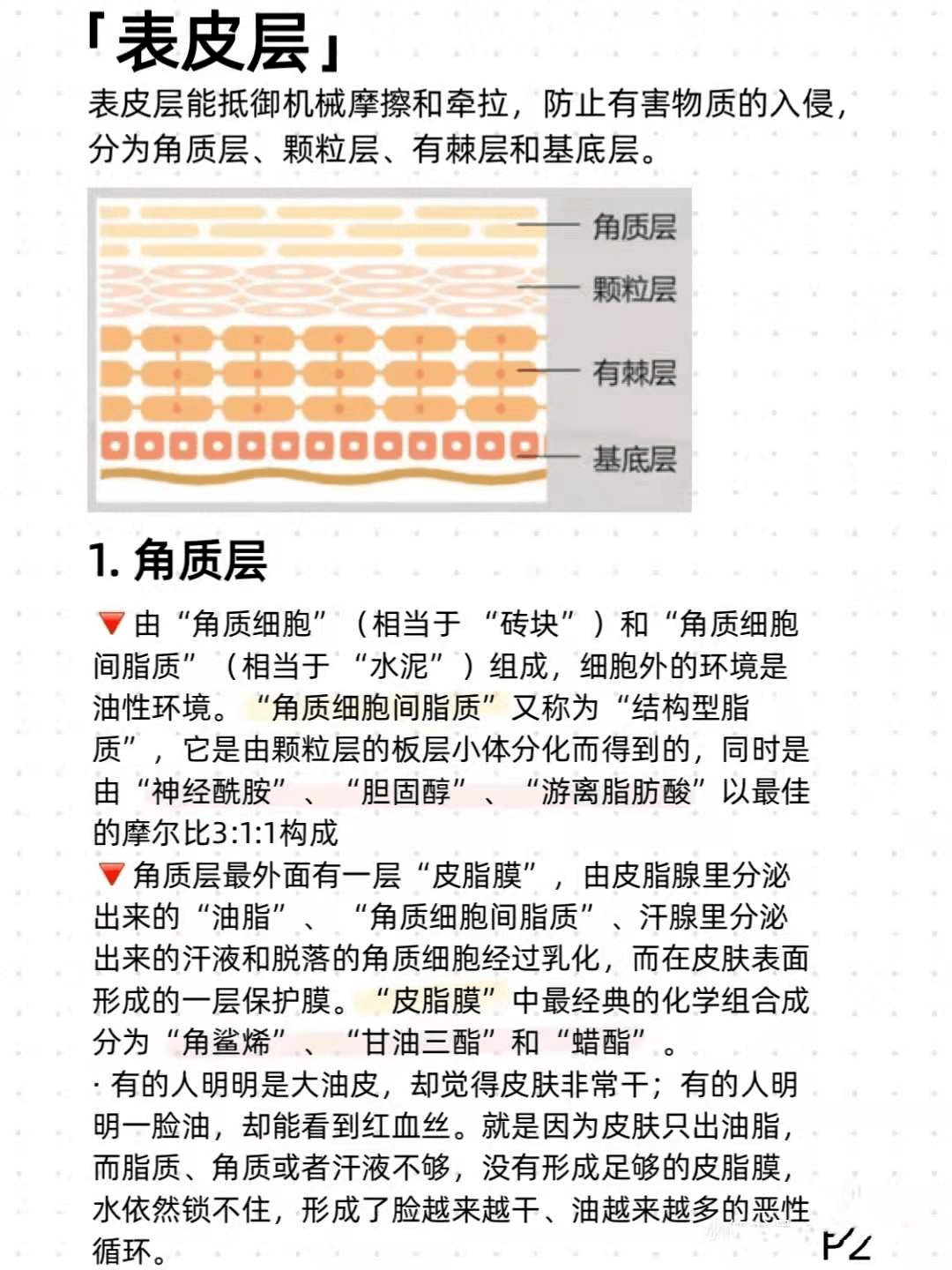 皮膚管理認識皮膚組織結構