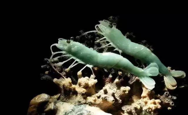 原创天价大虾惊现玉雕市场