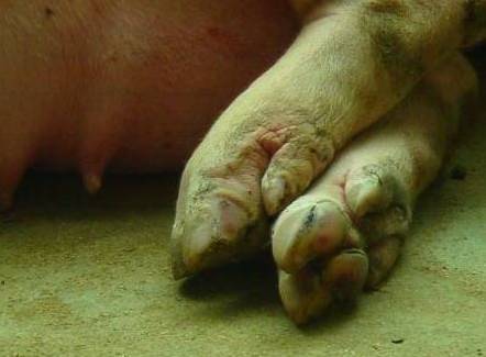 冬季母猪蹄裂病高发,了解这4个原因,使裂蹄防治更有针对性