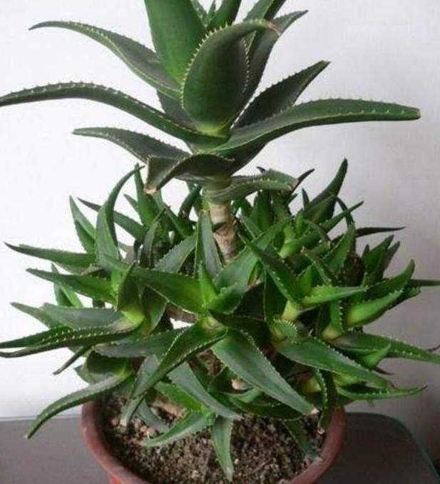 芦荟喜光,畏寒怕涝,如何盆栽成老桩?遵循3点,茎干如胳膊粗_手机搜狐网