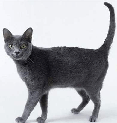 美国短尾猫图片灰色图片