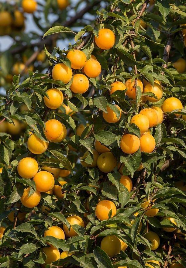 农村俗语:"一树花半树果,半树花一树果",为什么花多果却少?