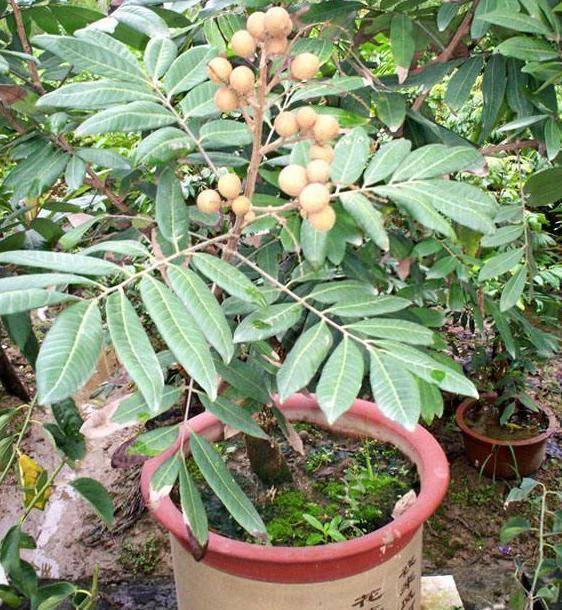 养花草不如盆栽水果?龙眼,火龙果这样育苗,小种子长成大果树