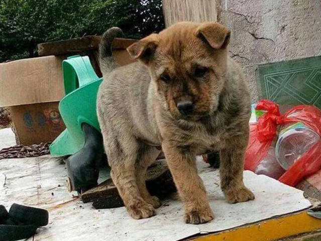 一只,可便宜了男子心里觉得也挺便宜的,所以30块钱买了一只棕色的狗狗