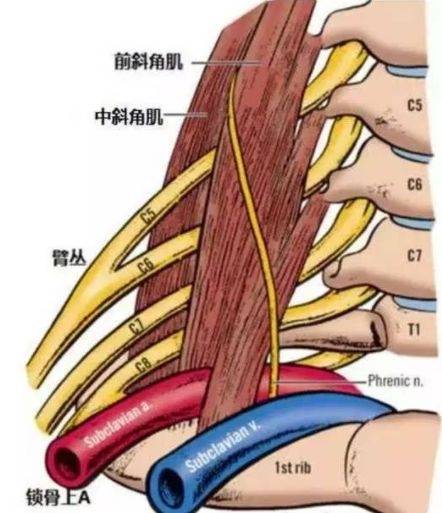颈椎病,骨质增生,椎间盘突出等,都容易卡压到脊髓分出的神经根,如果