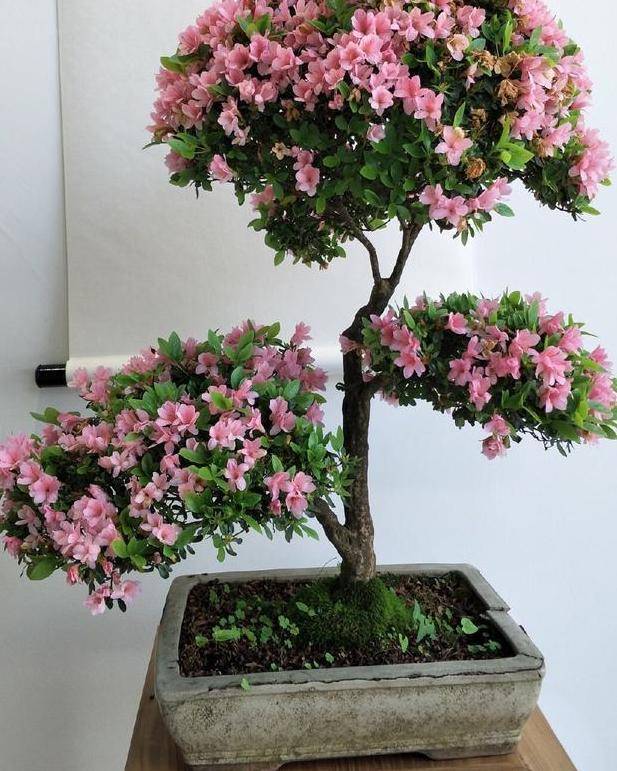 盆栽养殖云锦杜鹃,多注意4个要点,开花量大,色艳,香味浓郁