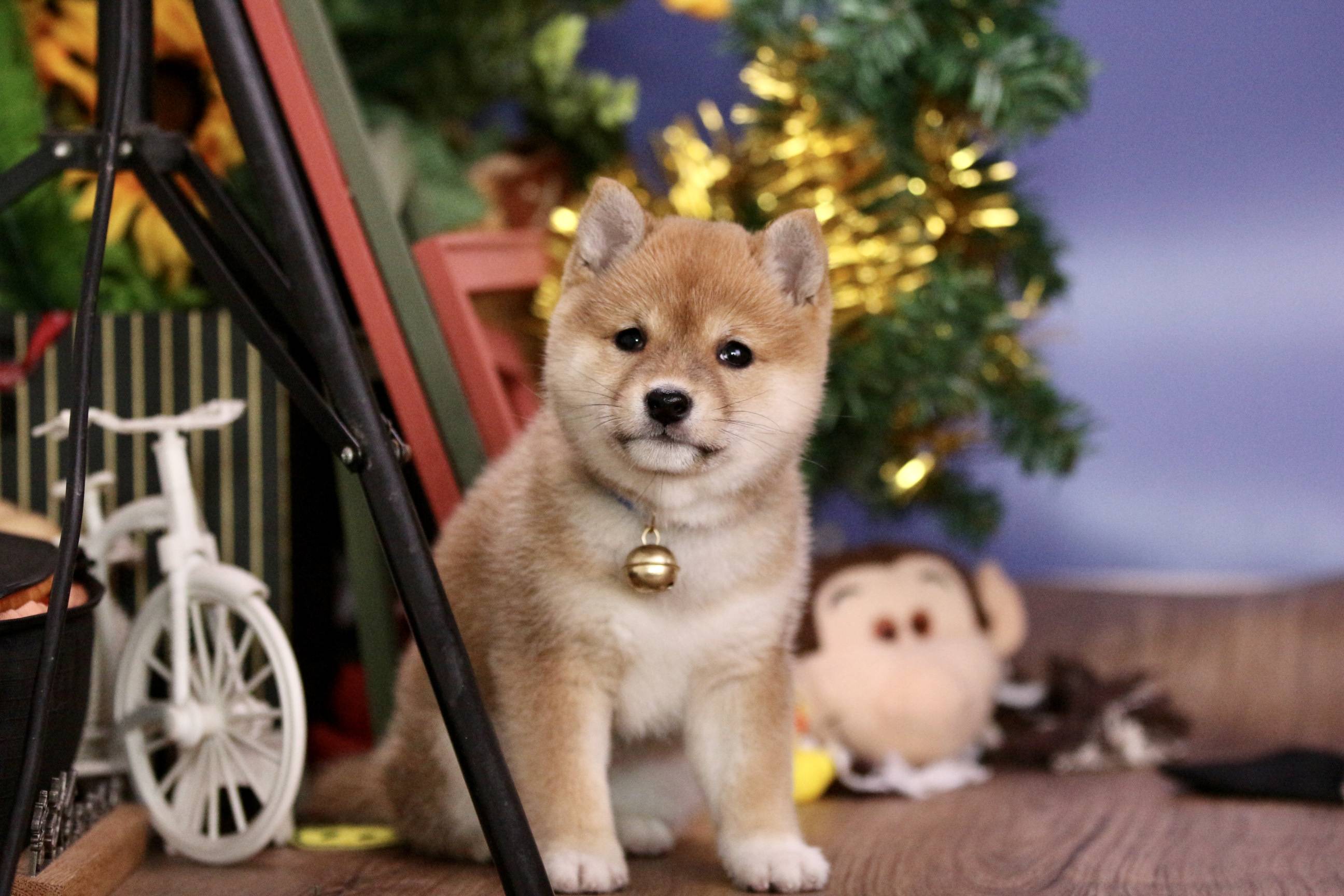 柴犬好养么?柴犬的性格怎么样?