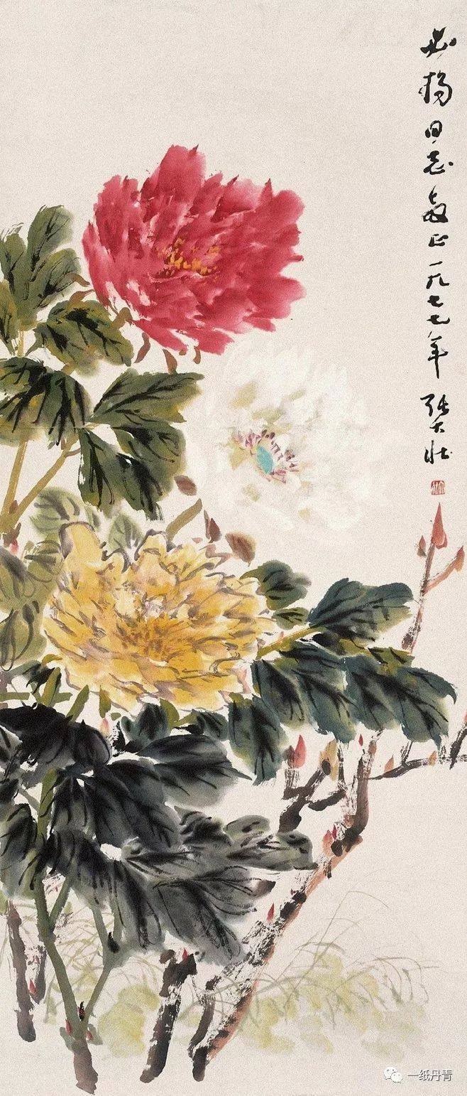 张大壮牡丹欣赏