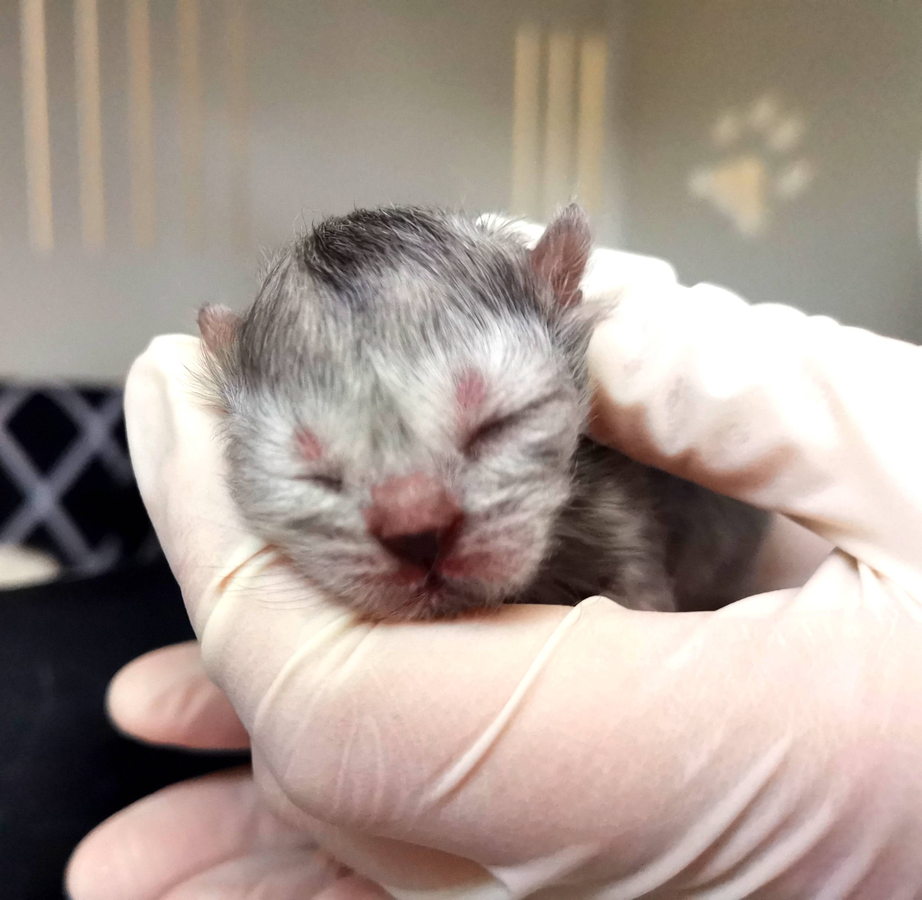 克隆猫平安如期诞生商业化克隆猫更进一步