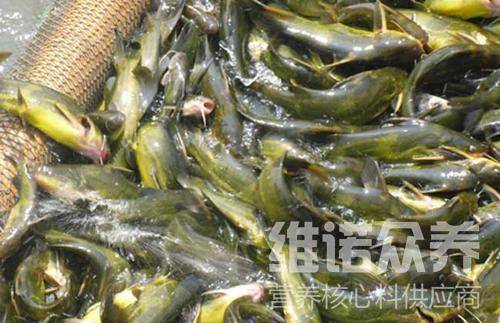 原創黃骨魚用什麼餵養,黃骨魚的飼料配製方法