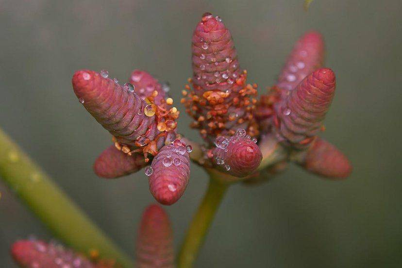 全球最大"兰花",叶子6米长,又称"沙漠海带",能活两千多年