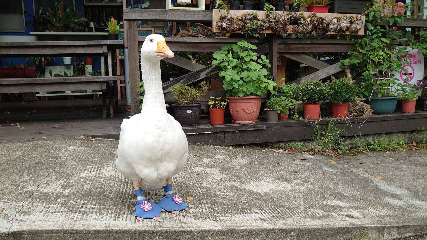 小主人抱大鹅入睡超温馨,主人:花了近3年时间建立感情