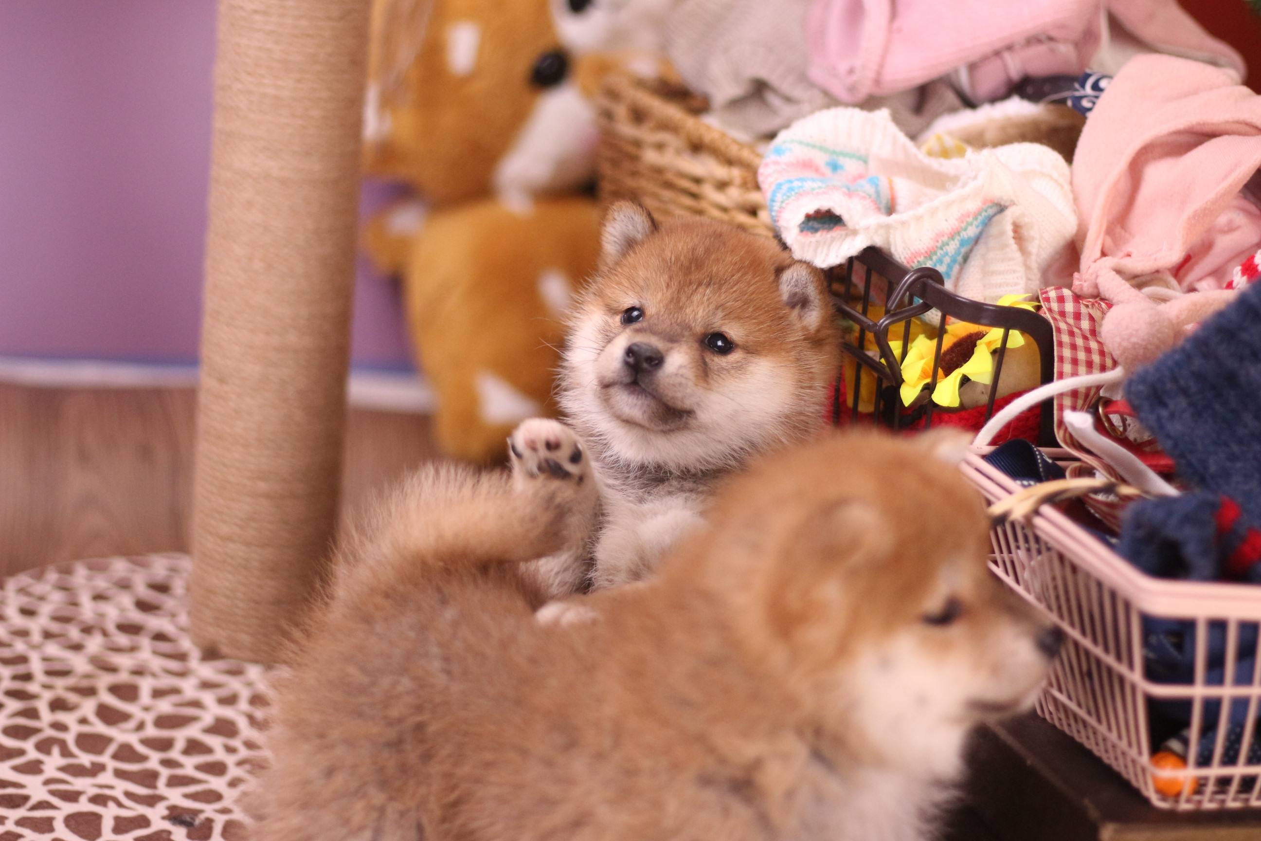 柴犬健康成长的四大要点_狗狗