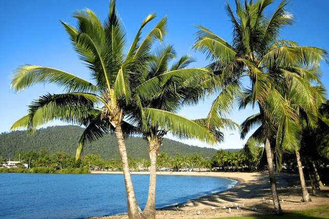 把海南的椰树,移栽到广西北海后,怎么不见结椰子?-搜狐大视野-搜狐新