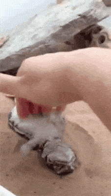 搞笑gif段子8这位新娘子你可要矜持点啊即使是自己的场子也不能这样随