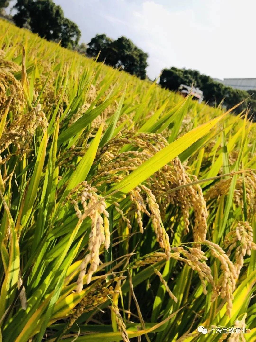 2020年全镇种植水稻1568亩,其中优质稻米品种南粳46200亩,2724