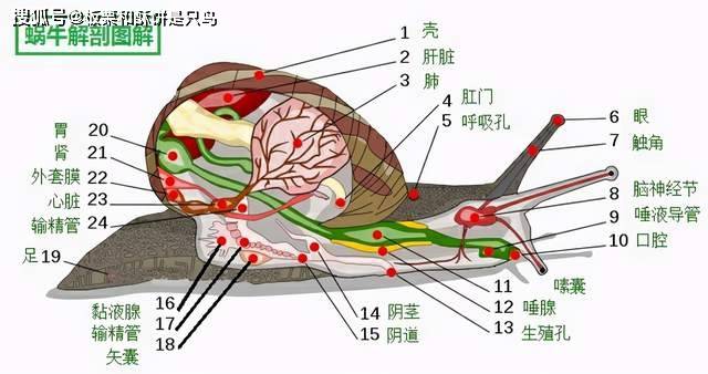 会先互相用触角接触,然后头和头相对,身体并连,彼此生殖腔的位置相接