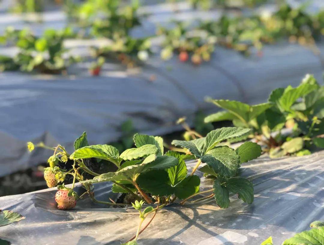 远近闻名的“草莓村”今年为何异常减产？ 专家：气温和土壤是主因