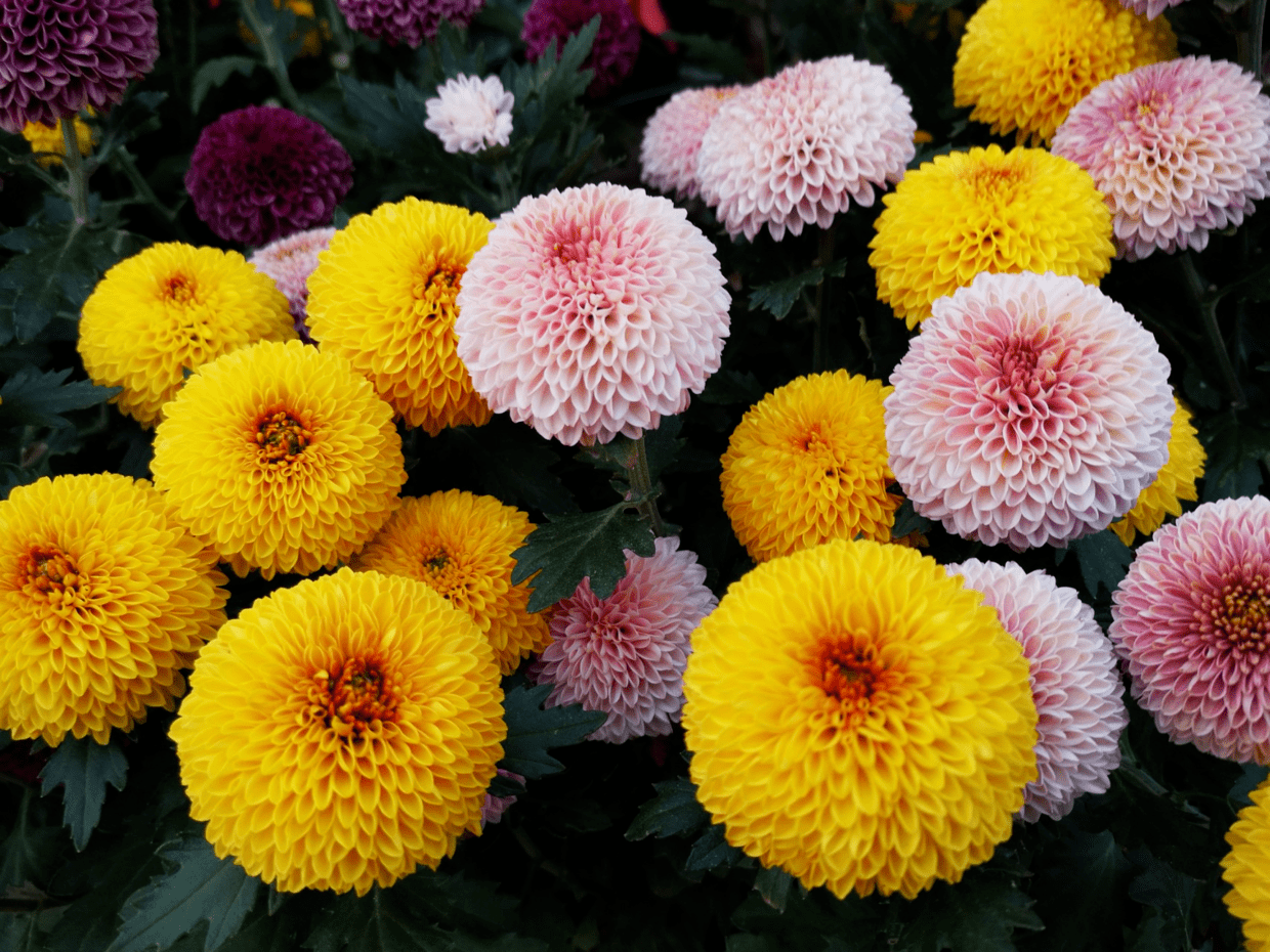 超级美的10种菊花,五彩缤纷,太好看了!