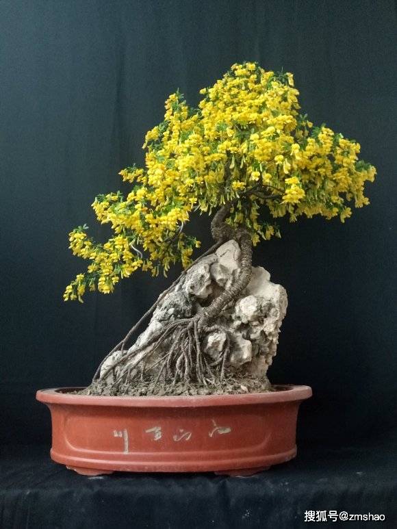 金雀盆景赏析