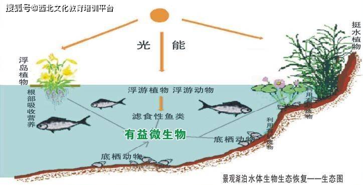 城市水体的基本功能与水质特征