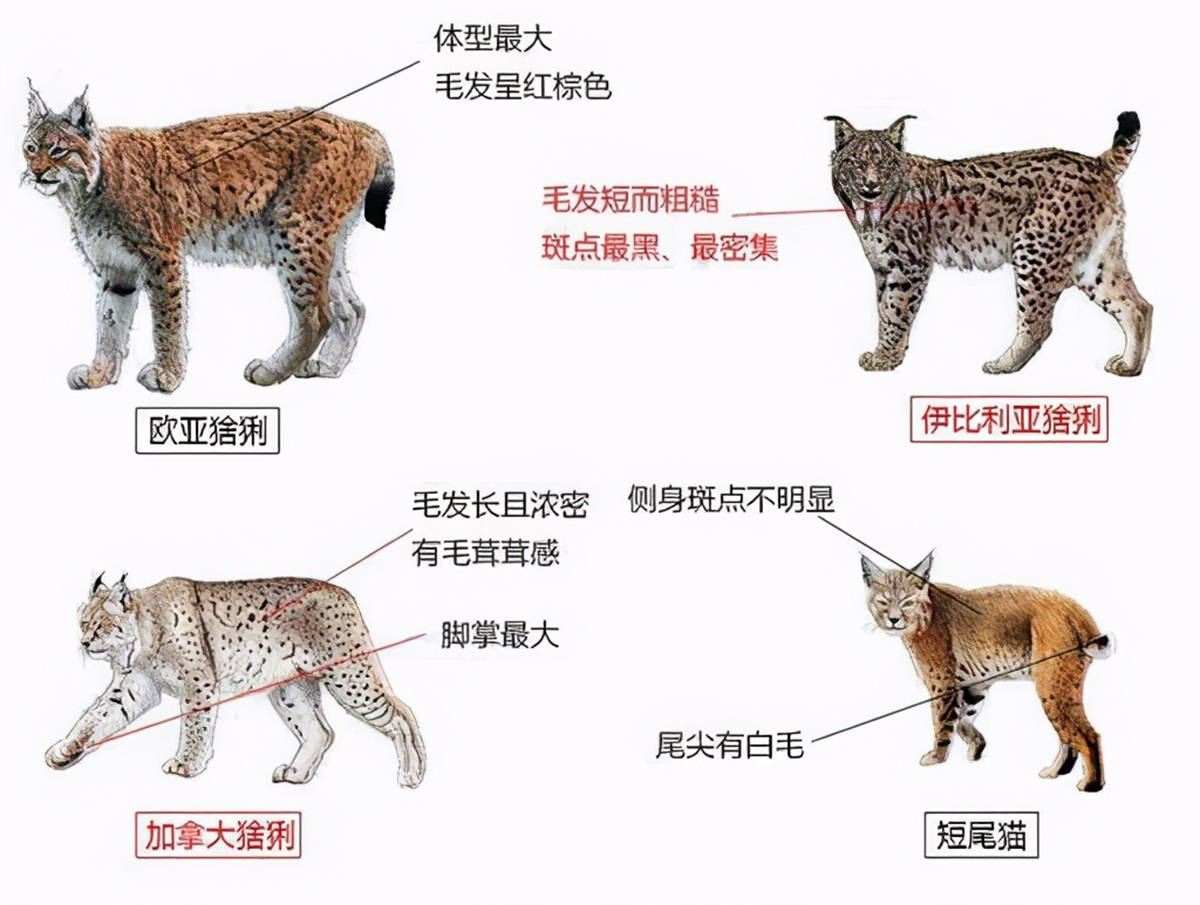 猞猁到底多凶残?三年间,狼群繁衍因其陷入停滞