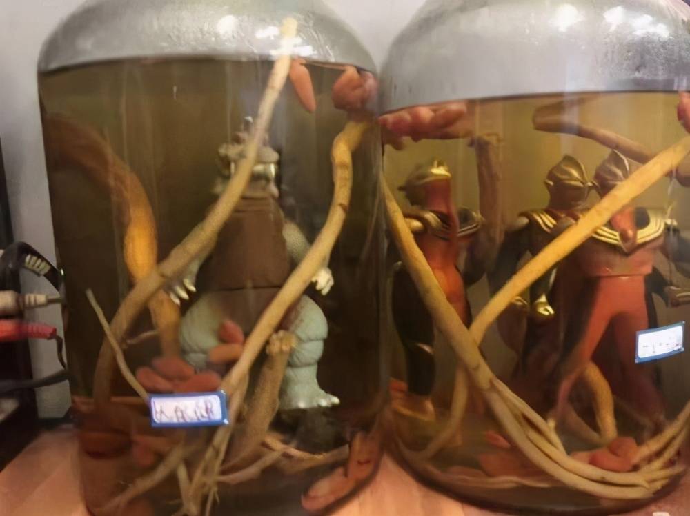 不过在小视频火热的今天,自《暴走大事件》开启用奥特曼泡酒来讽刺无