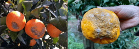 低温冻伤的沙糖桔