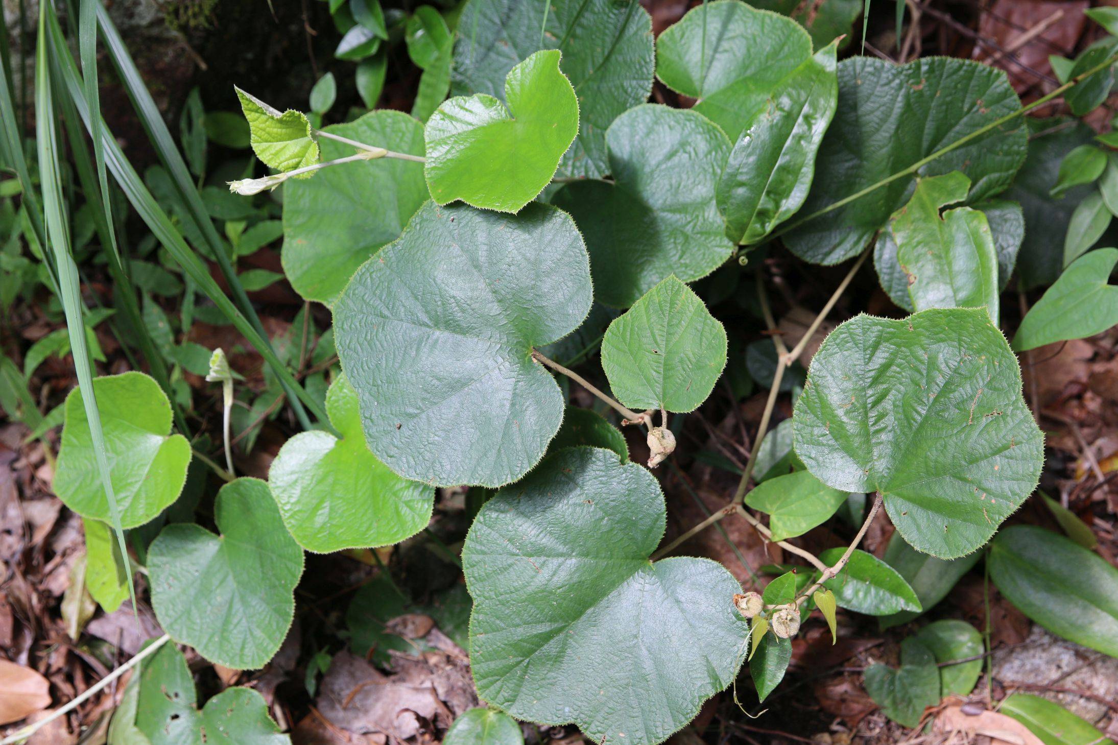 庆元植物1367-蔷薇科-悬钩子属-灰毛泡