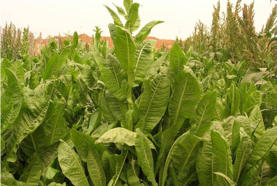 什么牧草养殖猪最好?没有最好只有更好,这植物耐寒抗旱营养高