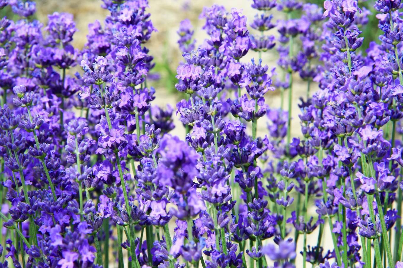 中国最美的薰衣草花海,景色堪比普罗旺斯,去不了欧洲那就来这里