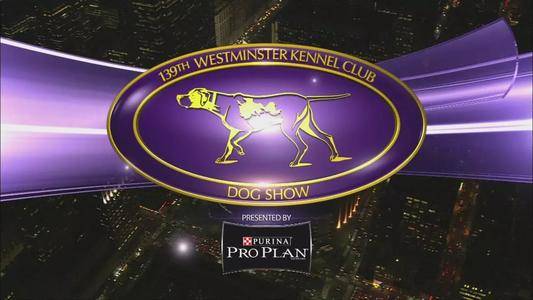 原创全球第一犬赛威斯敏斯特犬展westminsterkennelclubdogshow