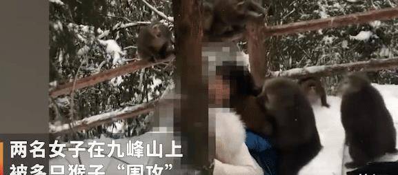 两女子登山遭猴子扯头发，衣服被拔掉一半，当地文旅局做出回应