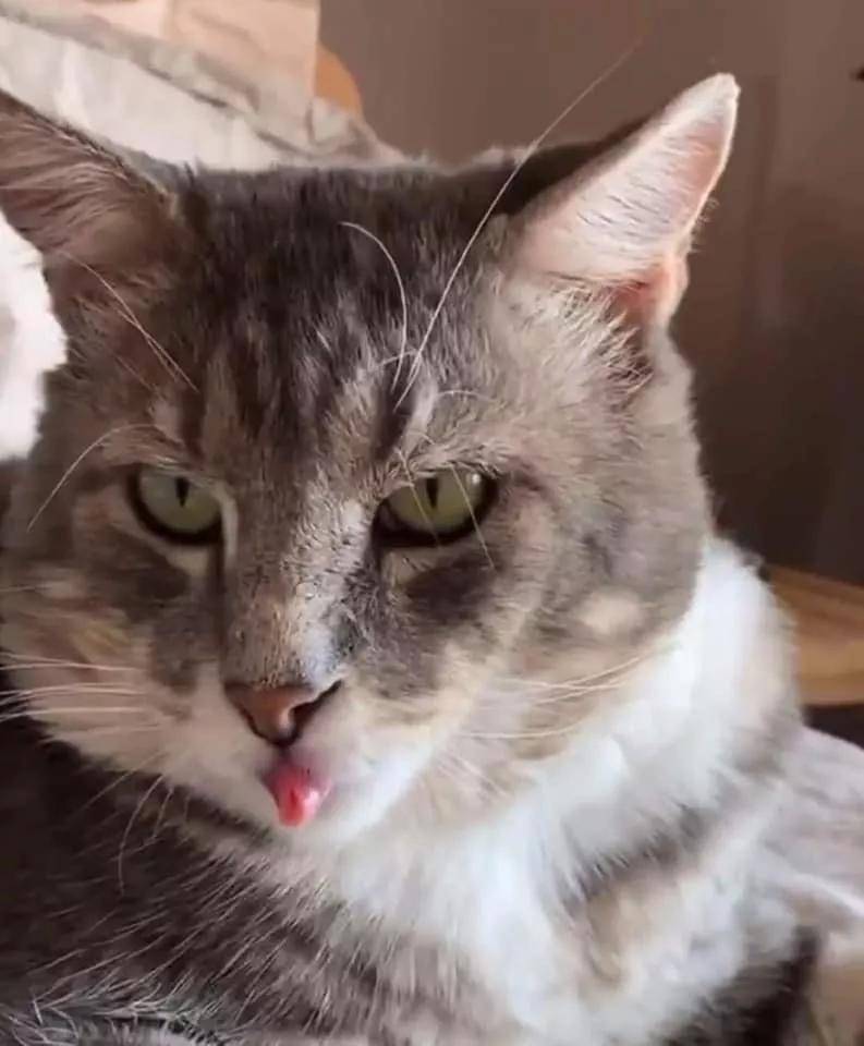 我寻思一只猫能有多变态?直到…它天天求被踹?